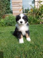 Raszuiver Australian Shepherd pup, Dieren en Toebehoren, 8 tot 15 weken, Meerdere, Meerdere dieren, Herder