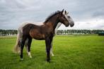 Groninger hengst veulen, Dieren en Toebehoren, Paarden, Hengst, 0 tot 2 jaar