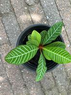 Stek Madagascar Jewel, Bloeiende kamerplant, Ophalen, Overige soorten, Halfschaduw
