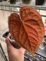 Anthurium luxurians, Huis en Inrichting, Kamerplanten, Ophalen of Verzenden, Halfschaduw, Minder dan 100 cm