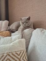 britse korthaar kater zie foto's, Dieren en Toebehoren, Katten en Kittens | Raskatten | Korthaar, Kater
