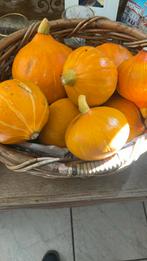 Pompoen eetbaar soep., Diversen, Levensmiddelen, Ophalen