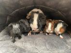 Baby cavia’s en mama, beertjes/zeugjes, Dieren en Toebehoren, Cavia, Meerdere dieren, Tam, September