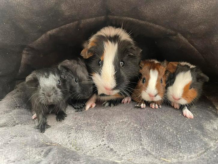 Baby cavia’s en mama, beertjes/zeugjes, Dieren en Toebehoren, Knaagdieren, Meerdere dieren, Cavia, September, Tam