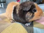 Lief beertje Punky, Dieren en Toebehoren, Cavia, Mannelijk, Mei, Tam