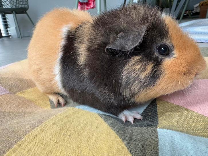 Lief beertje Punky, Dieren en Toebehoren, Knaagdieren, Mannelijk, Cavia, Mei, Tam