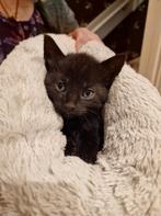 4 Lieve kittens zoeken liefdevol thuis (kijken Venhuizen), Meerdere dieren, Kortharig, 0 tot 2 jaar