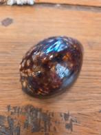 Cypraea Mauritia - Mooie verzamel schelp, Ophalen of Verzenden, Schelp(en)