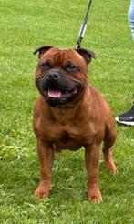 Dekreu engelse stafford !!!, Reu, CDV (hondenziekte), 1 tot 2 jaar, Eén hond