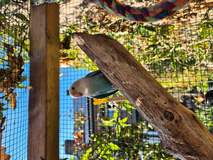 2 mooie Agapornis, Dieren en Toebehoren, Vogels | Overige Vogels, Tropenvogel, Geslacht onbekend, Tam, Geringd