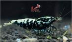 Boa garnalen, caridina medium / low grade, Kreeft, Krab of Garnaal, Zoetwatervis