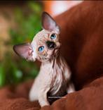 Sphynx/Devon Rex kittens.., Meerdere dieren, Gechipt, 0 tot 2 jaar