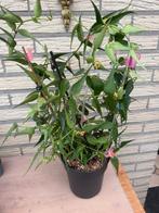 Hoya burmanica stekken, Verzenden, Halfschaduw, Minder dan 100 cm