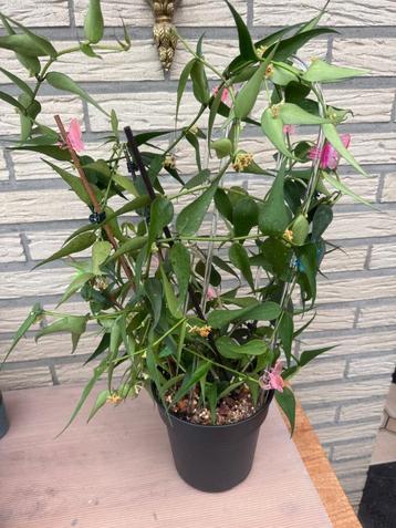Hoya burmanica stekken beschikbaar voor biedingen