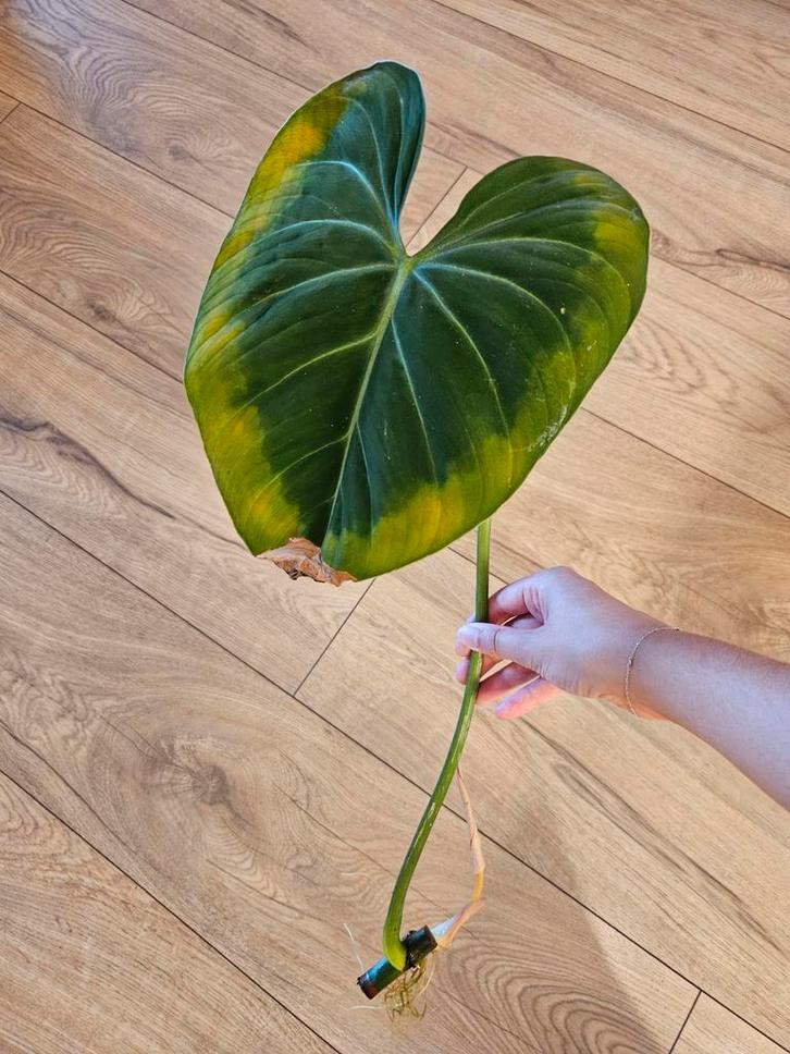Philodendron Gloriosum stek, Huis en Inrichting, Kamerplanten, Overige soorten, Minder dan 100 cm, Groene kamerplant, Halfschaduw