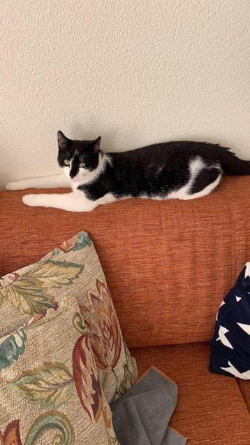 5 jaar oude kater zoekt nieuw huis, gechipped en gecastreerd beschikbaar voor biedingen