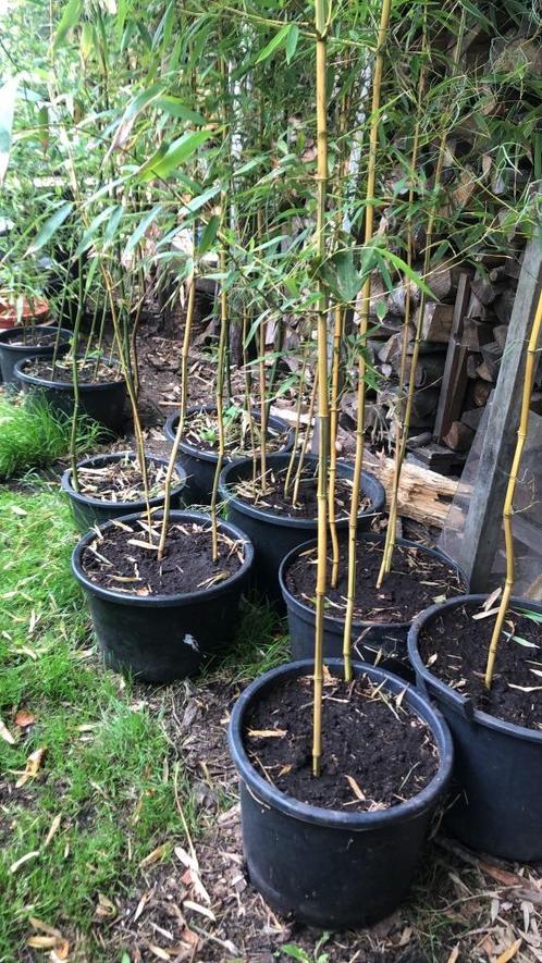BAMBOE PLANTEN VOOR TUIN -TERRAS OF BALKON, Tuin en Terras, Planten | Struiken en Hagen, Bamboe, 100 tot 250 cm, Ophalen