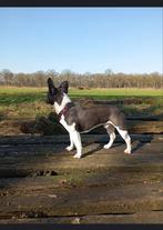 FOKKER, Dieren en Toebehoren, Honden | Bulldogs, Pinschers en Molossers, Rabiës (hondsdolheid), Reu, 1 tot 2 jaar, Bulldog