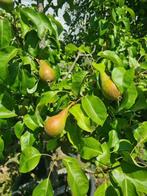 Fruitboom - Perenboom Pyrus Communis Conference TE KOOP, Ophalen, Lente, 100 tot 250 cm, Perenboom
