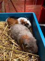 2 mooi cavia’s te koop, Cavia, Augustus, Mannelijk, Tam