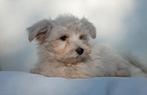 Super knappe kleine boomer pups, Dieren en Toebehoren, Honden | Chihuahua's en Gezelschapshonden, Overige rassen, CDV (hondenziekte)
