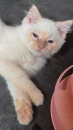 Raggdoll kitten, Dieren en Toebehoren, Katten en Kittens | Raskatten | Langhaar, Kater, Ontwormd, 0 tot 2 jaar