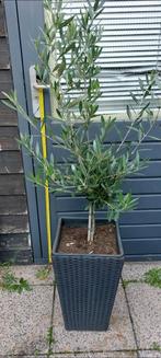 Olijfboom op stam Inclusief luxe bloempot +/- 150 cm hoog, Tuin en Terras, Vaste plant, Bloeit niet, Halfschaduw, Ophalen