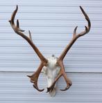 Groot gewei ALASKA KARIBOE (rendier), Verzamelen, Dierenverzamelingen, Ophalen, Gebruikt, Hert, Gewei of Kop