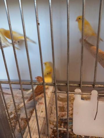 Gevraagt bastaarden gevraagt  beschikbaar voor biedingen