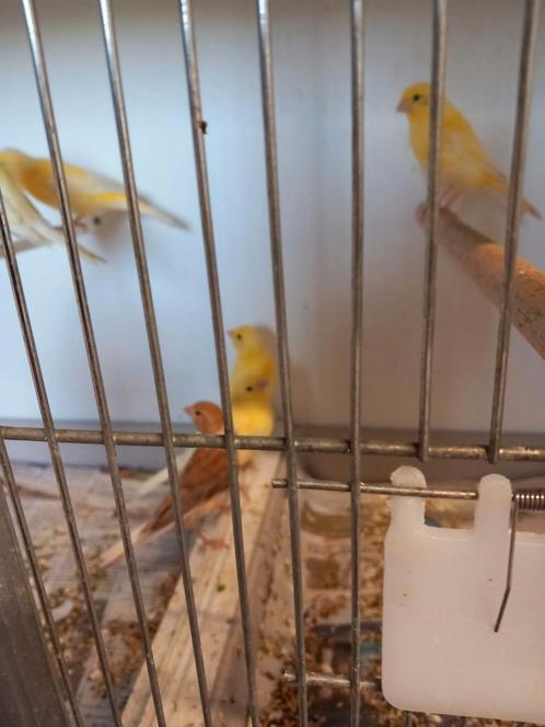 Gevraagt bastaarden kanaries, Dieren en Toebehoren, Vogels | Overige Vogels, Tropenvogel, Meerdere dieren