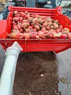 Voederbieten   2 ha  +- 180 ton, Dieren en Toebehoren, Ophalen of Verzenden, Vee