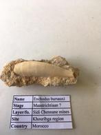 Diverse fossielen uit Khouribga (Marokko), Ophalen of Verzenden, Fossiel