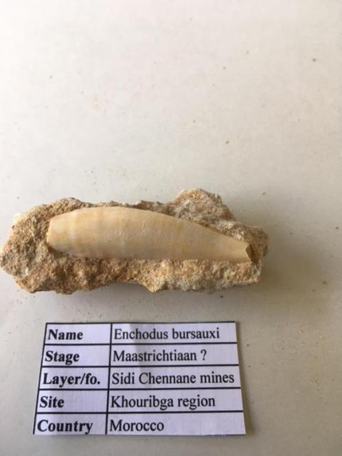 Diverse fossielen uit Khouribga (Marokko), Verzamelen, Mineralen en Fossielen, Fossiel, Ophalen of Verzenden
