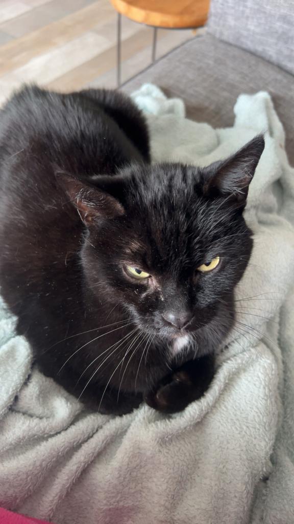 Op zoek naar een forever home voor Rambo, Dieren en Toebehoren, Katten en Kittens | Overige Katten, Kortharig, Kater, 6 jaar of ouder