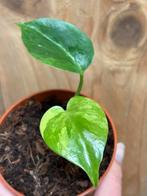 Monstera deliciosa variegata plant mint lemon aurea lime, Ophalen of Verzenden