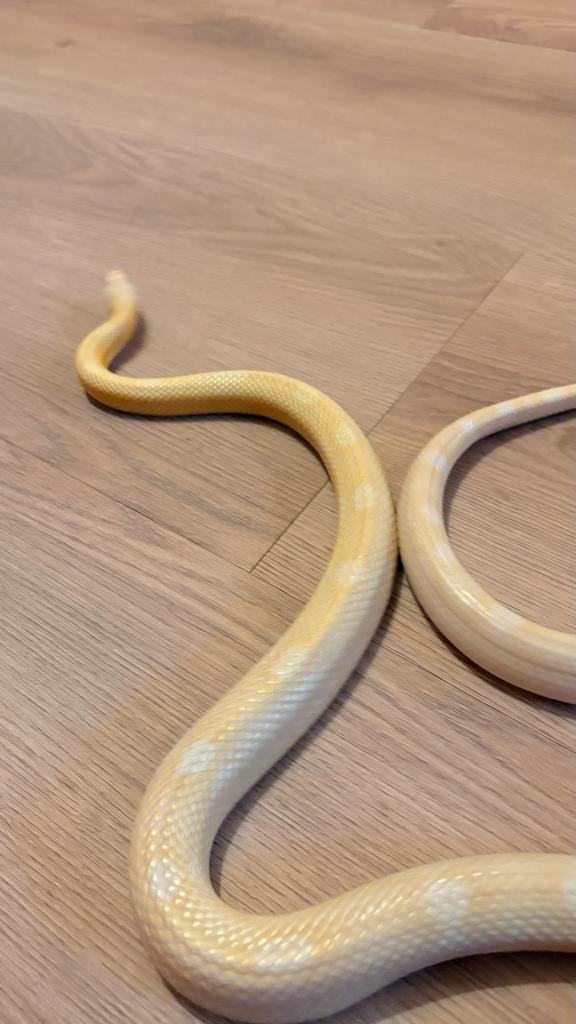 Pantherophis guttatus  Hypo Butter Motley het Scaleless, Dieren en Toebehoren, Reptielen en Amfibieën, Slang, 3 tot 6 jaar, Tam