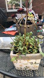 Plant, Tuin en Terras, Planten | Tuinplanten, Ophalen of Verzenden