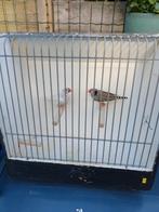 1 mooi koppel zebravinken, Dieren en Toebehoren, Vogels | Overige Vogels, Meerdere dieren, Tropenvogel