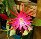 epiphyllum cactus elke paetz gewortelde stekken, Huis en Inrichting, Kamerplanten, Minder dan 100 cm, Bloeiende kamerplant, Halfschaduw