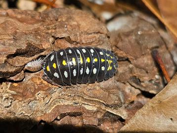 Op=op! Hele kweek te koop Armadillidium klugii "Black" beschikbaar voor biedingen