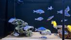 Malawi cichliden cyrtocara moori, Dieren en Toebehoren, Vis, Zoetwatervis, Schoolvis
