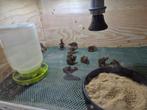 eendagskuikens harlekijn kwartels eventueel met opfokkist, Dieren en Toebehoren, Pluimvee, Meerdere dieren, Overige soorten