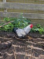 Wyandotte haan, Dieren en Toebehoren, Pluimvee, Mannelijk, Kip