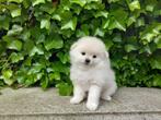 Tip van de Sint: Lieve Mini Bearface Pomeriaan pups!, Dieren en Toebehoren, Honden | Poolhonden, Keeshonden en Oertypen, Keeshond
