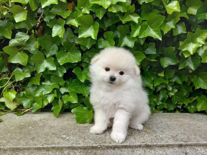 Tip van de Sint: Lieve Mini Bearface Pomeriaan pups!, Dieren en Toebehoren, Honden | Poolhonden, Keeshonden en Oertypen, Meerdere dieren