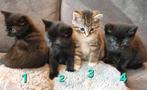 Prachtige lieve kittens, Meerdere dieren, Kortharig, 0 tot 2 jaar