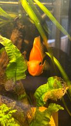 Papegaaicichlide, Dieren en Toebehoren, Vissen | Aquariumvissen, Vis