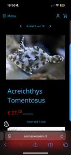 Vijlvis, Dieren en Toebehoren, Vissen | Aquaria en Toebehoren, Ophalen of Verzenden, Zo goed als nieuw