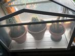 Cactussen met kasje, Ophalen, Cactus, In pot, Minder dan 100 cm