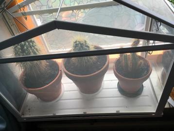Cactussen met kasje beschikbaar voor biedingen